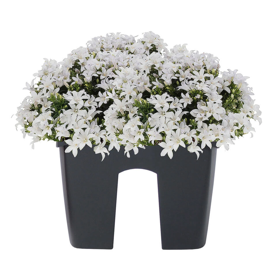 Prosperplast Plantenbak - Railing - Kunststof - 24 Cm - Antraciet Prosperplast Plantenbak - Railing - Kunststof - 24 Cm - Antraciet -Tuinmeubelwinkel ed5d93d10097496a88089ae90063c150